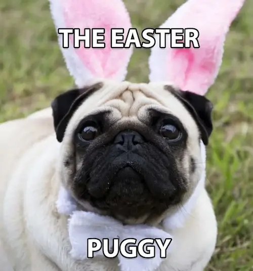 the easter puggy - easter memes 2024